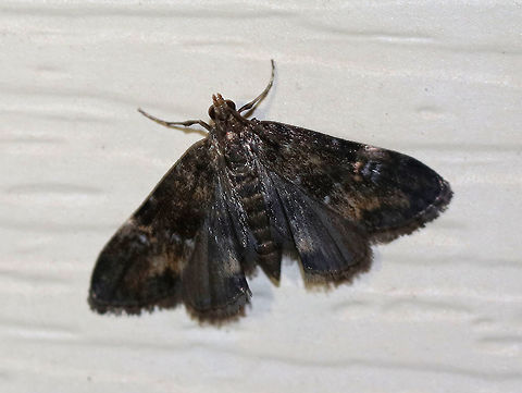 Black Duckweed Moth - Elophila tinealis Total length: 5 mm. Tiny, blackish forewing with whitish blue spots in median area. Short antennae. 

Attracted to a light in a rural area. Black Duckweed Moth,Elophila tinealis,Geotagged,Summer,United States,moth,moth week 2019