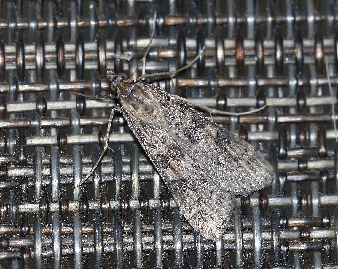 Lucerne moth - Nomophila nearctica Total length: 15 mm. Long, narrow forewing is brown with contrasting blackish spots and streaks.<br />
<br />
Habitat: Attracted to a 395 nm LED light in a rural area Geotagged,Lucerne moth,Nomophila nearctica,Summer,United States,moth,moth week 2019