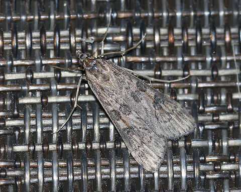 Lucerne moth - Nomophila nearctica Total length: 15 mm. Long, narrow forewing is brown with contrasting blackish spots and streaks.

Habitat: Attracted to a 395 nm LED light in a rural area Geotagged,Lucerne moth,Nomophila nearctica,Summer,United States,moth,moth week 2019