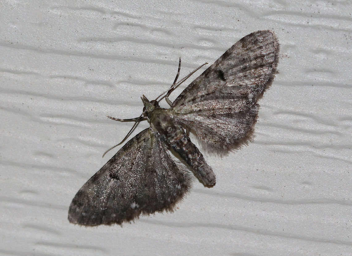 Common Pug - Eupithecia miserulata Wingspan: 15 mm. Gray moth with narrow wings that were fringed. There were some black markings along the costa and the wings had black discal spots. The inner subterminal line had a white spot.<br />
<br />
Habitat: Attracted to a 395 nm LED light in a rural area. Eupithecia miserulata,Geotagged,Summer,United States,common pug,moth,moth week 2019
