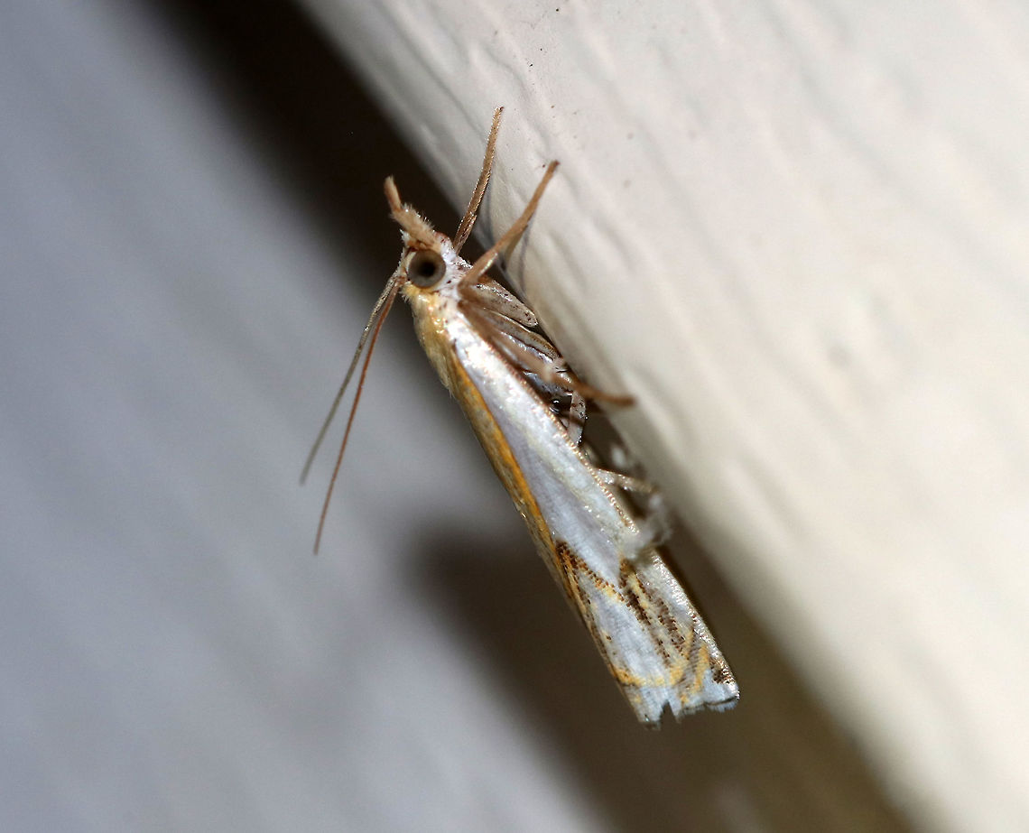 Double-banded Grass Veneer - Crambus agitatellus Approximately 10-13 mm long. Golden brown forewing with a large white patch covering the outer basal half of the wing. White streak is interrupted by an angled, silver subterminal line.<br />
<br />
Habitat: Attracted to a 395 nm LED light in a semi-rural area Crambus agitatellus,Double-banded grass-veneer moth,Geotagged,Summer,United States,moth,moth week 2019