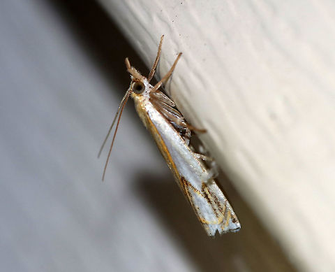 Double-banded Grass Veneer - Crambus agitatellus Approximately 10-13 mm long. Golden brown forewing with a large white patch covering the outer basal half of the wing. White streak is interrupted by an angled, silver subterminal line.

Habitat: Attracted to a 395 nm LED light in a semi-rural area Crambus agitatellus,Double-banded grass-veneer moth,Geotagged,Summer,United States,moth,moth week 2019