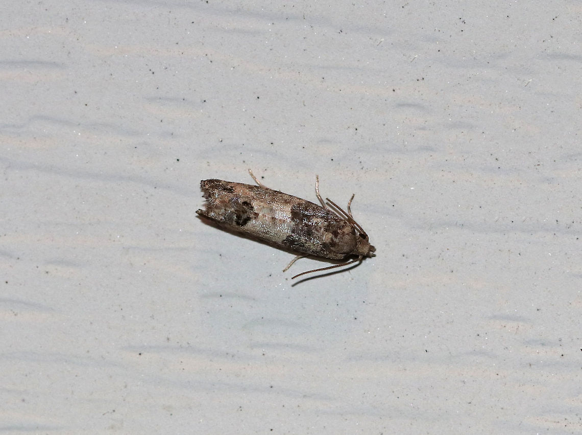Bud Moth - Spilonota ocellana WS: ~15 mm. Introduced species. Hosts: Fruit and other ornamentals.<br />
<br />
Habitat: Attracted to a 395 nm LED light in a semi-rural area Geotagged,Spilonota ocellana,Summer,United States,bud moth,moth,moth week 2019