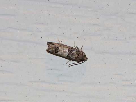 Bud Moth - Spilonota ocellana WS: ~15 mm. Introduced species. Hosts: Fruit and other ornamentals.

Habitat: Attracted to a 395 nm LED light in a semi-rural area Geotagged,Spilonota ocellana,Summer,United States,bud moth,moth,moth week 2019