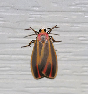Painted Lichen Moth - Hypoprepia fucosa 
TL: ~15 mm. FW has yellow border and shading along the central veins tinged red in ST area. Reddish stripes on thorax and collar. Hosts: Lichen and moss.

Habitat: Attracted to a 395 nm LED light in a semi-rural area Geotagged,Hypoprepia fucosa,Painted lichen moth,Summer,United States,moth,moth week 2019