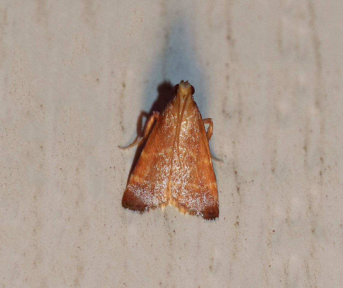Posturing Arta Moth - Arta statalis <br />
Total length: 10 mm. Reddish brown forewings with two tan/yellow lines crossing them. This moth was resting with its forelegs pushed up.<br />
<br />
Habitat: Attracted to a 395 nm LED light in a semi-rural area. Arta statalis,Geotagged,Posturing arta moth,Summer,United States,moth,moth week 2019