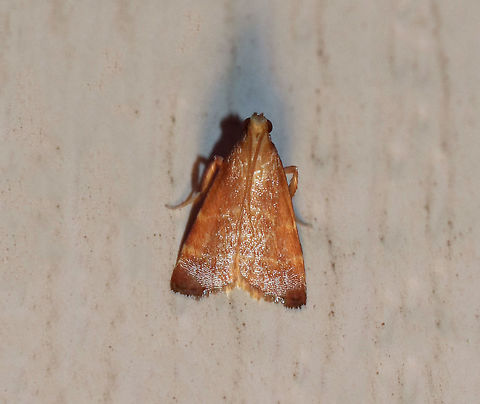 Posturing Arta Moth - Arta statalis 
Total length: 10 mm. Reddish brown forewings with two tan/yellow lines crossing them. This moth was resting with its forelegs pushed up.

Habitat: Attracted to a 395 nm LED light in a semi-rural area. Arta statalis,Geotagged,Posturing arta moth,Summer,United States,moth,moth week 2019