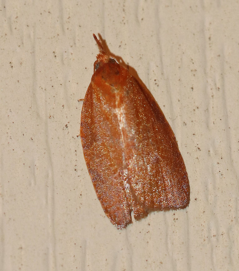 Distinct Sparganothis Moth - Sparganothis distincta Habitat: Attracted to a 395 nm LED light in a semi-rural area Geotagged,Sparganothis distincta,Summer,United States moth,moth week 2019