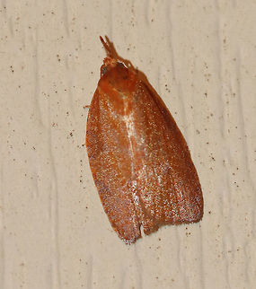 Distinct Sparganothis Moth - Sparganothis distincta Habitat: Attracted to a 395 nm LED light in a semi-rural area Geotagged,Sparganothis distincta,Summer,United States moth,moth week 2019