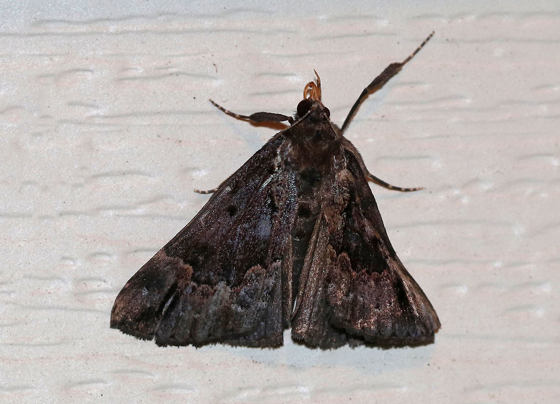 Hypena madefactalis - Gray-edged Hypena This looks like Hypena sp. to me, and probably Hypena madefactalis. TL: ~20 mm. Sexually dimorphic with lilac gray coloration beyond wavy PM line. Hosts: Black walnut and butternut.<br />
<br />
Habitat: Attracted to a 395 nm LED light in a semi-rural area Geotagged,Gray-edged Hypena,Hypena madefactalis,Summer,United States,hypena,moth,moth week 2019