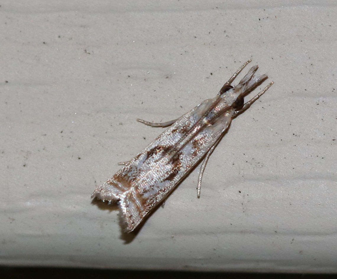 Elegant Grass-Veneer Moth - Microcrambus elegans Forewings are silvery-white with brown. When viewed from above, the moth looks like it has a frowning face - with two triangular eyes and a down-curved mouth. Terminal line with 7 dark dots.<br />
<br />
Habitat: Attracted to a 395 nm LED light in a semi-rural area Elegant grass-veneer moth,Geotagged,Microcrambus elegans,Summer,United States,moth,moth week 2019