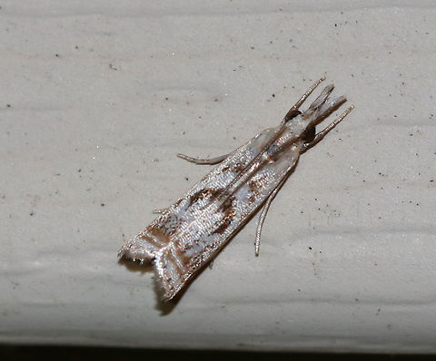 Elegant Grass-Veneer Moth - Microcrambus elegans Forewings are silvery-white with brown. When viewed from above, the moth looks like it has a frowning face - with two triangular eyes and a down-curved mouth. Terminal line with 7 dark dots.

Habitat: Attracted to a 395 nm LED light in a semi-rural area Elegant grass-veneer moth,Geotagged,Microcrambus elegans,Summer,United States,moth,moth week 2019