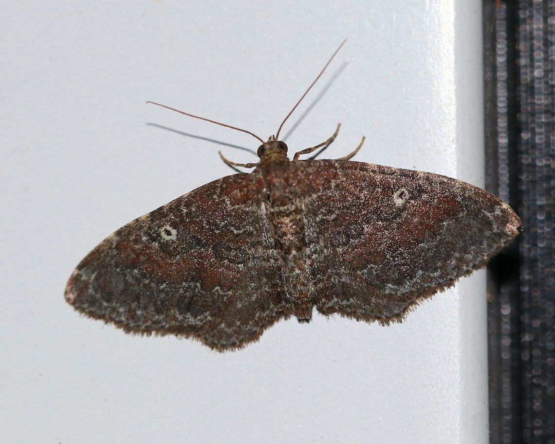The Gem - Orthonama obstipata The Gem - Orthonama obstipata<br />
WS: ~20 mm. This species is sexually dimorphic and this photo shows a female. The forewings of the female are maroon with white lines and a white-edged discal spot.<br />
<br />
Habitat: Semi-rural area<br />
<br />
*This species can't survive the cold winters, so northern individuals are immigrants from the south. Gem,Geotagged,Orthonama obstipata,Summer,United States,moth,moth week 2019
