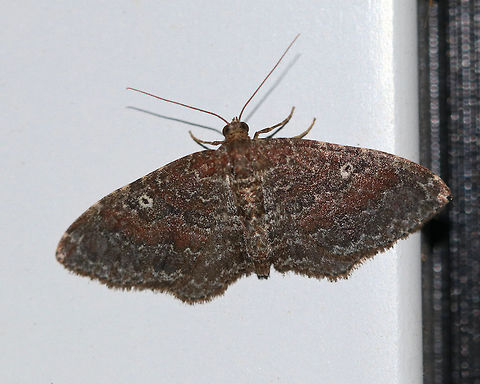 The Gem - Orthonama obstipata The Gem - Orthonama obstipata
WS: ~20 mm. This species is sexually dimorphic and this photo shows a female. The forewings of the female are maroon with white lines and a white-edged discal spot.

Habitat: Semi-rural area

*This species can't survive the cold winters, so northern individuals are immigrants from the south. Gem,Geotagged,Orthonama obstipata,Summer,United States,moth,moth week 2019