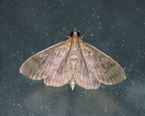 Herpetogramma sp. Habitat: Attracted to a 395 nm LED light in a semi-rural area Geotagged,Herpetogramma,Summer,United States,moth,moth week 2019