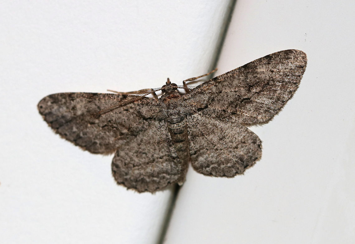 Common Gray - Anavitrinella pampinaria Gray moth with black mottling. The first abdominal segment has a pale whitish band that is bordered proximally by a black line - this black line extends onto the base of the hindwing and forewing, then curves forward, but usually breaks before reaching the costa. Postmedian line is wavy. Anavitrinella,Anavitrinella pampinaria,Common gray,Geotagged,Summer,United States,moth,moth week 2019