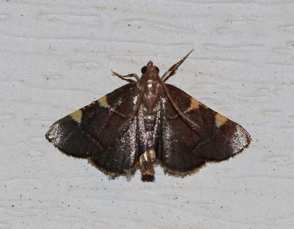 Yellow-fringed Dolichomia - Hypsopygia olinalis <br />
Total length: ~10 mm. Purplish wings with purple outer margin. The AM and PM lines are narrow and widen near the costa, forming yellow triangles. Fringe is yellow and narrow.<br />
<br />
Habitat: Attracted to a 395 nm LED light at night in a rural area. Geotagged,Hypsopygia olinalis,Summer,United States,moth,moth week 2019