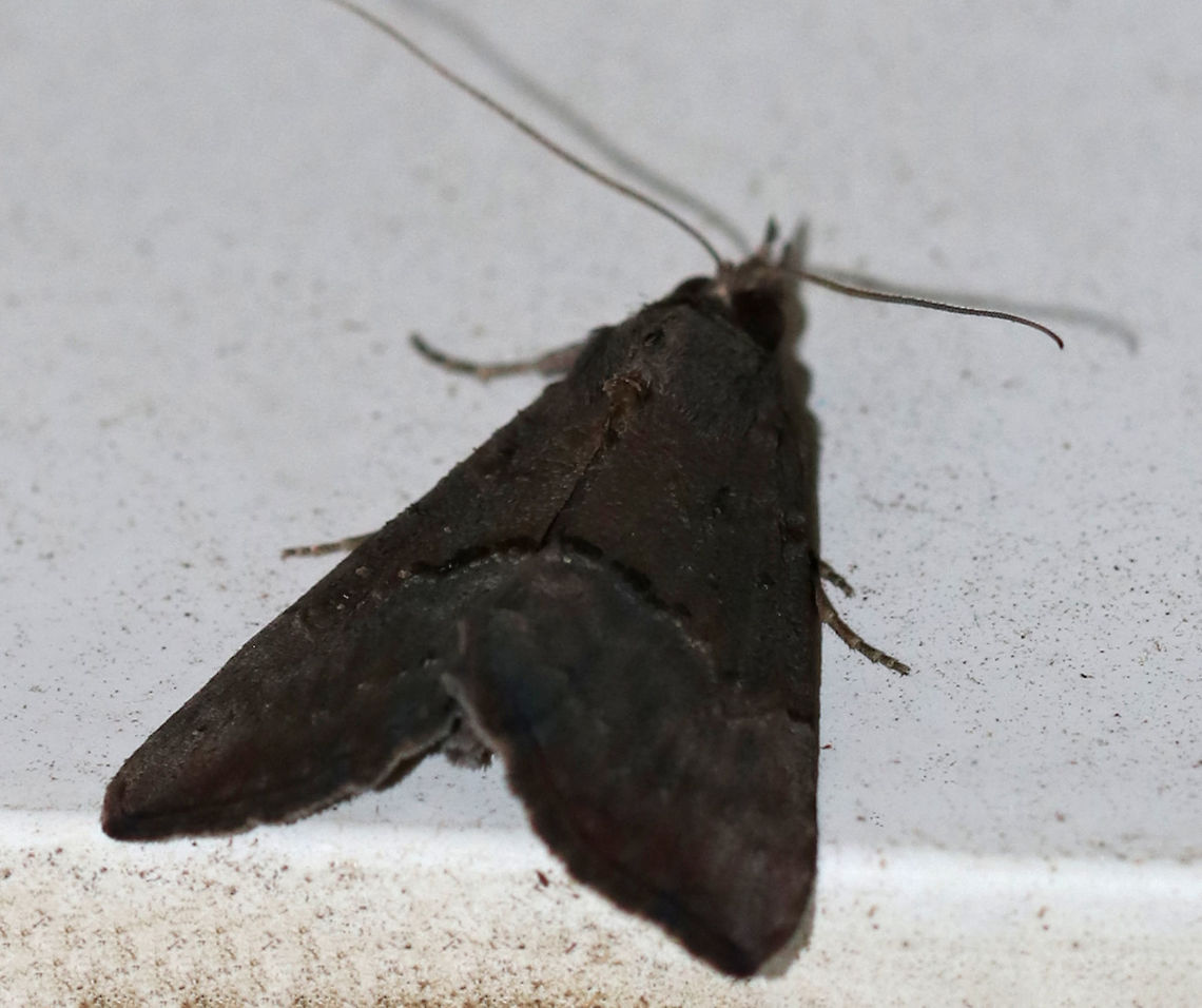 Sordid Hypena - Hypena sordidula *Sorry for the bad quality, but this uncommon moth has been tough to capture! As soon as I focus on it, it moves - usually to high/awkward locations! I&#039;m just glad to finally have gotten a shot of it!<br />
<br />
TL: ~15 mm. Sexually dimorphic. FW of males is sooty black with the PM line vaguely highlighted with scattered white scales. Hosts: Alder and butternut<br />
<br />
Habitat: Attracted to a 395 nm LED light in a semi-rural area Geotagged,Hypena sordidula,Summer,United States,hypena,moth,moth week 2019,sordid hypena