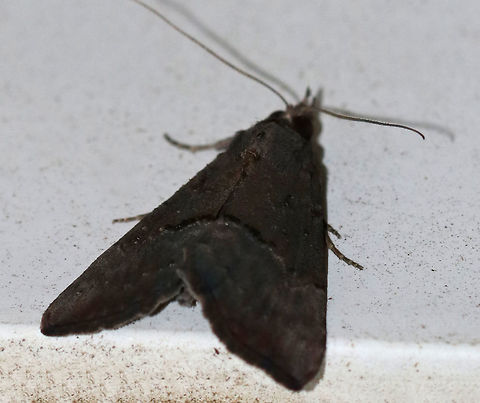 Sordid Hypena - Hypena sordidula *Sorry for the bad quality, but this uncommon moth has been tough to capture! As soon as I focus on it, it moves - usually to high/awkward locations! I'm just glad to finally have gotten a shot of it!

TL: ~15 mm. Sexually dimorphic. FW of males is sooty black with the PM line vaguely highlighted with scattered white scales. Hosts: Alder and butternut

Habitat: Attracted to a 395 nm LED light in a semi-rural area Geotagged,Hypena sordidula,Summer,United States,hypena,moth,moth week 2019,sordid hypena