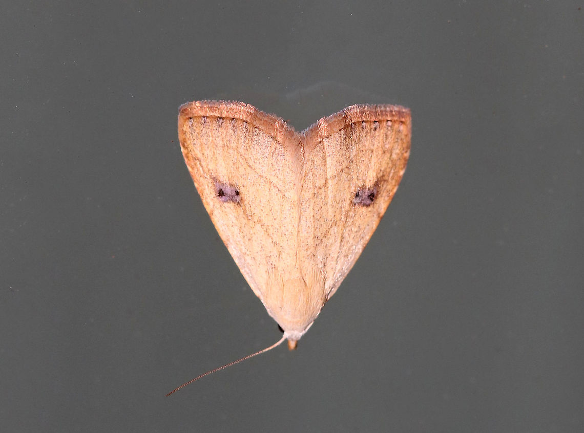 Spotted Grass Moth - Rivula propinqualis Total length: 10 mm. Tan forewings with brown border. Antimedial line is W-shaped. Postmedial line curves sharply before reaching costa. Brown shading covers two black dots in reniform spot.<br />
<br />
Habitat: Attracted to a 395 nm LED light in a rural area. Geotagged,Rivula propinqualis,Spotted Grass Moth,Summer,United States,moth,moth week 2019