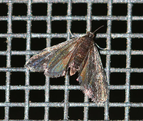 Unidentified Moth This photo definitely doesn't show how gorgeous it was! It looked like an iridescent oil spill with shimmery colors.  It was about 20 mm wide. It looks like Elophila tinealis, except that it was larger and the colors are different??

Habitat - Attracted to a 395 nm LED light in a semi-rural area Geotagged,Summer,United States,moth,moth week 2019