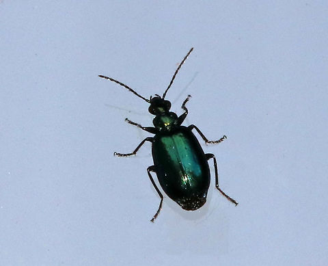 Lebia viridis ~5 mm long. Shiny green and gorgeous.

Habitat: Semi-rural area Geotagged,Lebia,Lebia viridis,Summer,United States,beetle