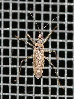 Damsel Bug - Nabis roseipennis Light brown, slender bug with slightly enlarged front femora and speckled legs.

Habitat: Attracted to a light in a semi-rural area Geotagged,Nabis,Nabis roseipennis,Summer,United States,bug,damsel bug