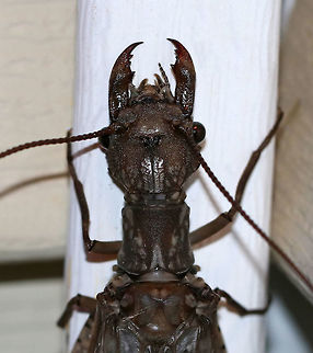 Eastern Dobsonfly (Female) - Corydalus cornutus This dobsonfly was absolutely huge! It was about 11-12 cm long. There was a smaller female nearby, but still impressive at around 10 cm. Adults do not feed, but will use their mandibles in self-defense.

Habitat: Attracted to a light in a semi-rural area
https://www.jungledragon.com/image/82163/eastern_dobsonfly_female_-_corydalus_cornutus.html Corydalus cornutus,Geotagged,Summer,United States,dobsonfly,eastern dobsonfly