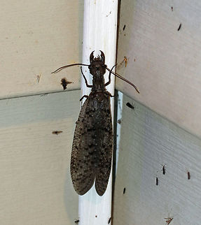 Eastern Dobsonfly (Female) - Corydalus cornutus This dobsonfly was absolutely huge! It was about 11-12 cm long. There was a smaller female nearby, but still impressive at around 10 cm. Adults do not feed, but will use their mandibles in self-defense.

Habitat: Attracted to a light in a semi-rural area
https://www.jungledragon.com/image/82162/eastern_dobsonfly_female_-_corydalus_cornutus.html Corydalus cornutus,Eastern Dobsonfly,Geotagged,Summer,United States