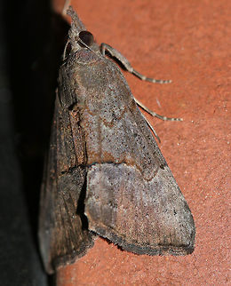 Green Cloverworm Moth - Hypena scabra The forewings are narrow and blackish-brown. although the color and pattern varies considerably. There is a thin, black line midway along inner margin, and a pale triangular patch usually present along the costa at the apex. The postmedian line is slightly wavy with a small, but conspicuous bulge near the costa. The hindwings are broad and uniformly grayish-brown with darker veins.

Habitat: Attracted to a 395 nm LED light in a semi-rural area. It was resting on a clay pot, enjoying the moisture from when I watered. Geotagged,Green Cloverworm,Hypena scabra,Summer,United States,hypena,moth,moth week 2019
