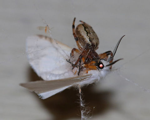 Furrow Orb Spider - Larinioides cornutus (Eating an Agreeable Tiger Moth - Spilosoma congrua) I know this is the way of nature and I am overly sensitive, but this traumatized me a bit, mostly because the moth was attracted to my light and then got killed by one of the spiders that live on my deck. And, the moth was still alive when I took this shot. I had intended to rescue it, but changed my mind because 1. the spider needs to eat too, and 2. the moth would have likely been doomed anyway after being chomped on by the spider. 

Habitat: On my deck in a semi-rural area Agreeable Tiger Moth,Furrow orb spider,Geotagged,Larinioides cornutus,Spilosoma congrua,Spring,United States,spider