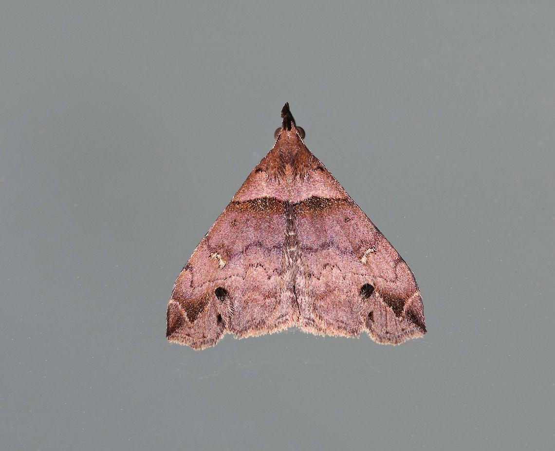 Ambiguous Moth - Lascoria ambigualis Total length: ~10 mm. Forewings were violet brown with straight AM line that was edged in black. Median and postmedian lines were scalloped. Reniform spots are oblique, white crescents.<br />
<br />
Habitat: Attracted to a 395 nm light in a semi-rural area.  Ambiguous moth,Geotagged,Lascoria ambigualis,Spring,United States,moth
