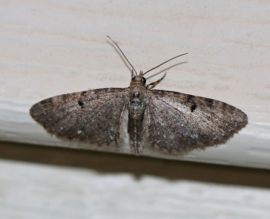 Common Pug - Eupithecia miserulata Wingspan: 15 mm. Gray moth with narrow wings that were fringed. There were some black markings along the costa and the wings had black discal spots. The inner subterminal line had a white spot.<br />
<br />
Habitat: Attracted to a light in a rural area. Common Eupithecia,Eupithecia miserulata,Geotagged,Spring,United States