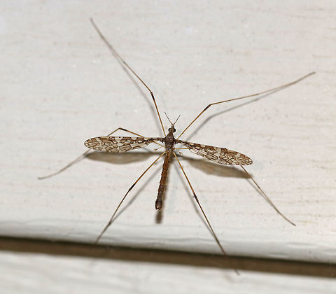 Band-winged Crane Fly - Epiphragma fasciapenne Habitat: Attracted to an incandescent light in a semi-rural area Band-winged Cranefly,Epiphragma fasciapenne,Geotagged,Spring,United States,crane fly