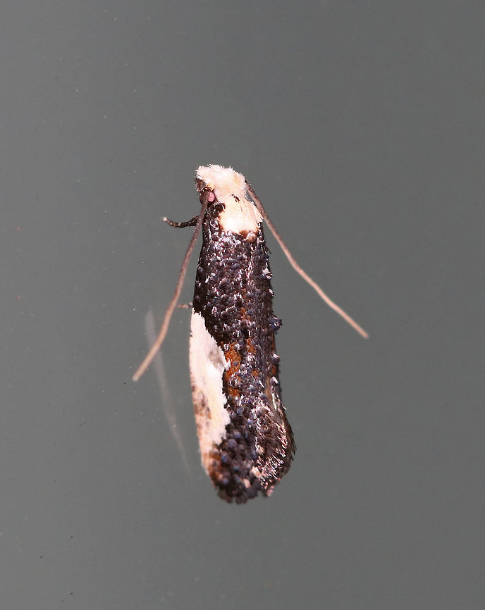 Pavlovski's Monopis Moth - Monopis pavlovskii Total length: 7 mm. Dark gray/black forewing with a large, white patch covering the outer median and subterminal areas. Head and thorax are white. Tufts create a lumpy appearance. This moth feeds on rotting vegetation and animal matter.<br />
<br />
Habitat: Attracted to a 395 nm LED light in a semi-rural area. Geotagged,Monopis pavlovskii,Pavlovskis monopis moth,Spring,United States,moth