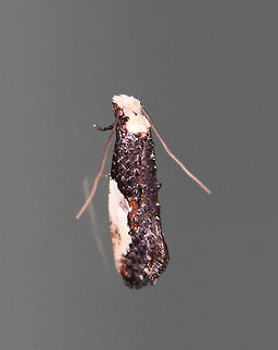 Pavlovski's Monopis Moth - Monopis pavlovskii Total length: 7 mm. Dark gray/black forewing with a large, white patch covering the outer median and subterminal areas. Head and thorax are white. Tufts create a lumpy appearance. This moth feeds on rotting vegetation and animal matter.

Habitat: Attracted to a 395 nm LED light in a semi-rural area. Geotagged,Monopis pavlovskii,Pavlovskis monopis moth,Spring,United States,moth