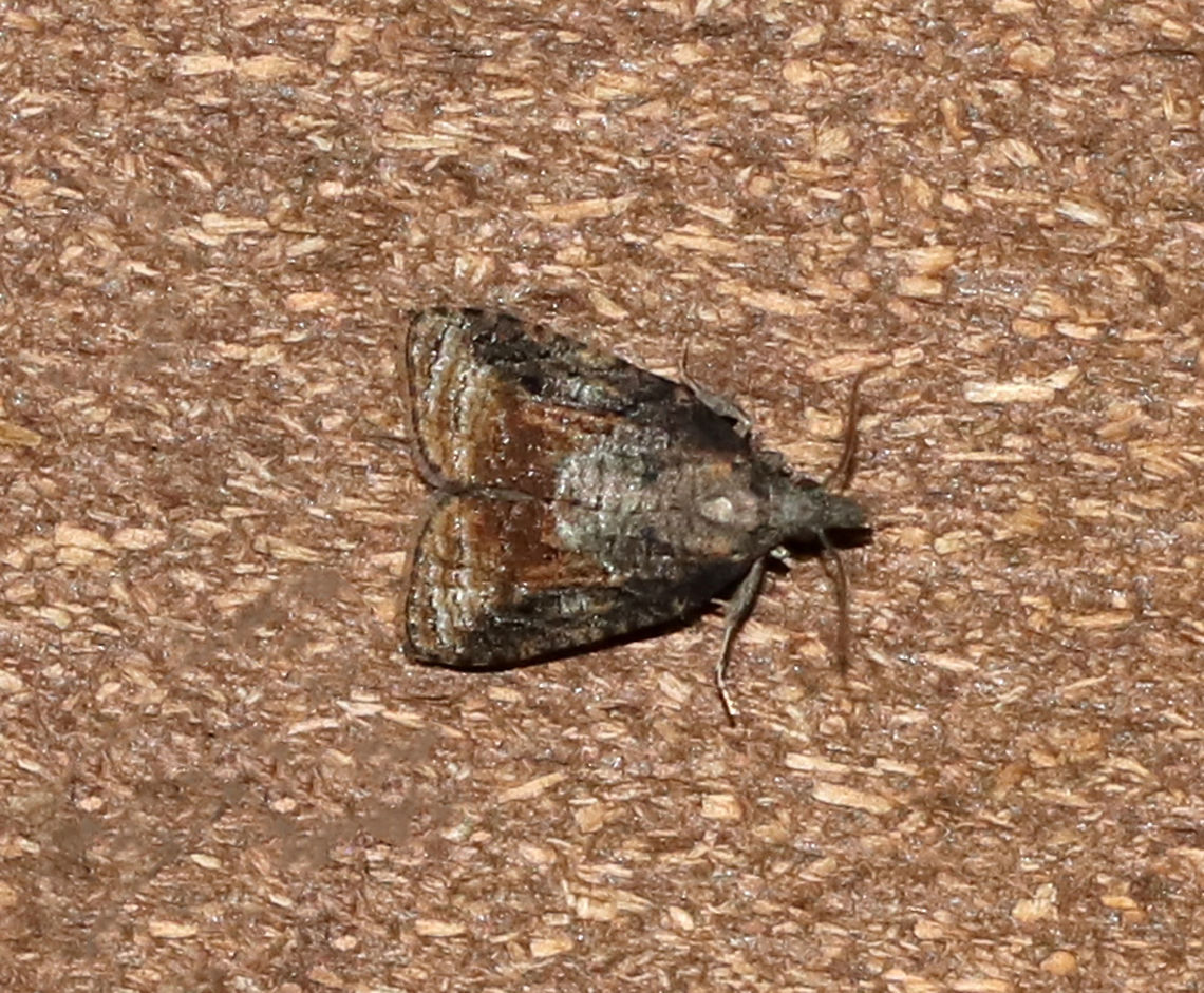 Tufted Apple Bud Moth - Platynota idaeusalis Habitat: Attracted to an incandescent light in a semi-rural area Geotagged,Platynota,Platynota idaeusalis,Spring,Tufted apple bud moth,United States,moth