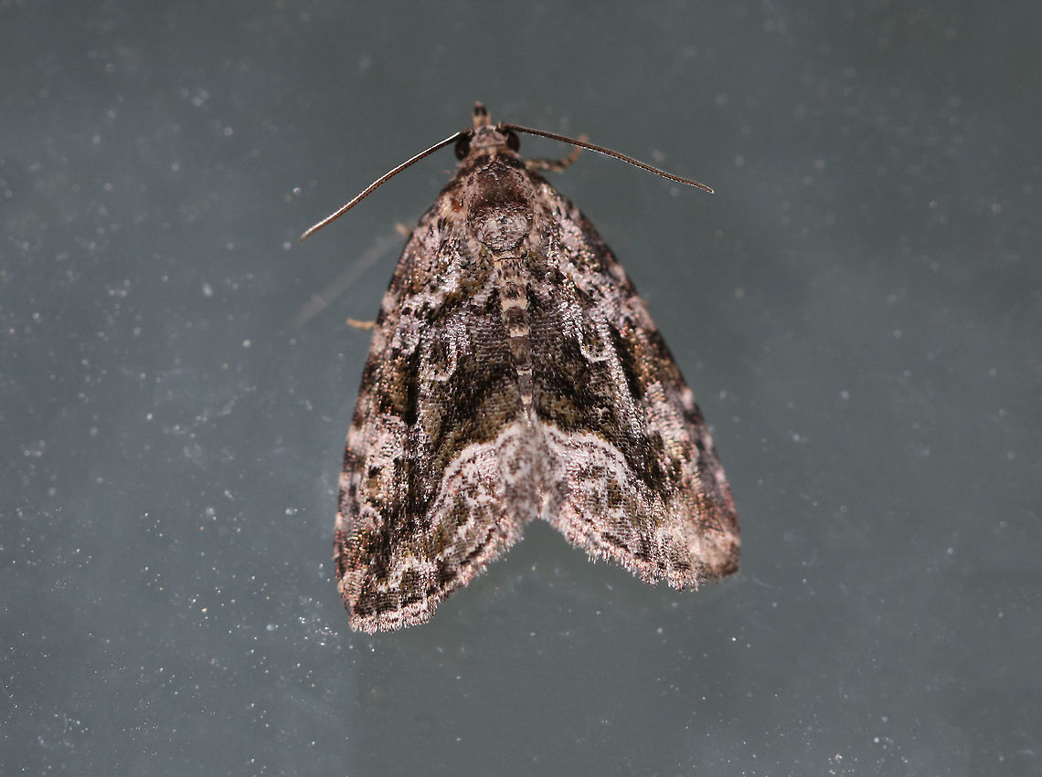Large Mossy Glyph - Protodeltote muscosula Total length: ~10 mm. Peppery gray forewings with white-edged lines and spots. Inner postmedial line is broadly edged in white. Fresh individuals have mossy green shading in basal, median, and subterminal areas.<br />
<br />
Habitat: Attracted to a light at night in a semi-rural area. Geotagged,Large mossy lithacodium,Moth,Protodeltote muscosula,Spring,United States