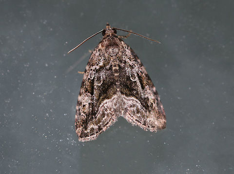 Large Mossy Glyph - Protodeltote muscosula Total length: ~10 mm. Peppery gray forewings with white-edged lines and spots. Inner postmedial line is broadly edged in white. Fresh individuals have mossy green shading in basal, median, and subterminal areas.

Habitat: Attracted to a light at night in a semi-rural area. Geotagged,Large mossy lithacodium,Moth,Protodeltote muscosula,Spring,United States