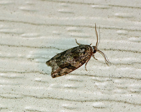 Unidentified Moth Habitat: Attracted to an incandescent light in a semi-rural area Geotagged,Spring,United States,moth
