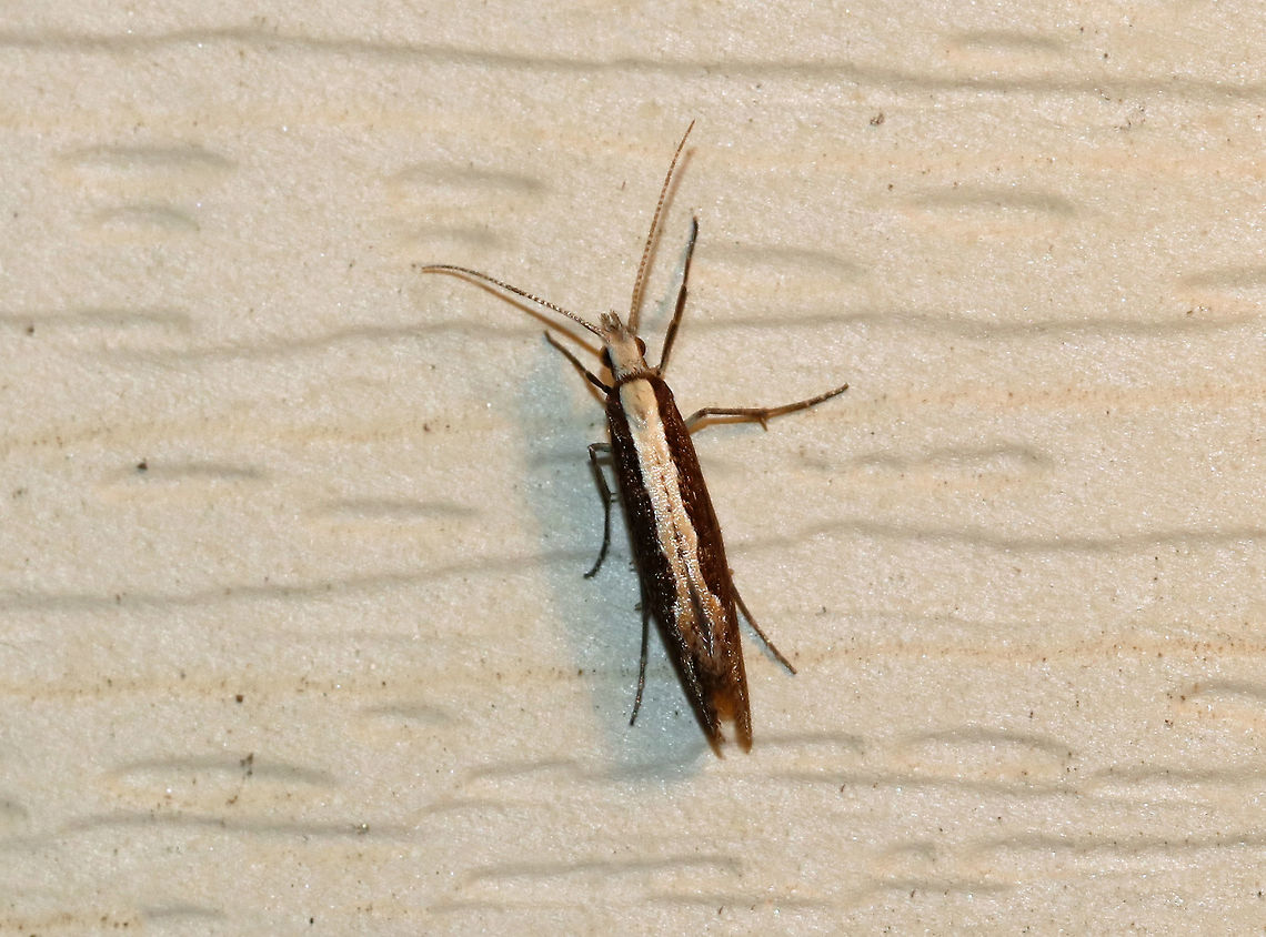 Diamondback moth - Plutella xylostella Total length: ~7 mm. Forewing is dark brown with a jagged ochre stripe along the inner margin.<br />
<br />
Attracted to a light at night in a rural area. Diamondback moth,Geotagged,Moth,Plutella xylostella,Spring,United States