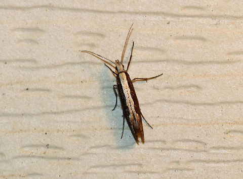 Diamondback moth - Plutella xylostella Total length: ~7 mm. Forewing is dark brown with a jagged ochre stripe along the inner margin.

Attracted to a light at night in a rural area. Diamondback moth,Geotagged,Moth,Plutella xylostella,Spring,United States