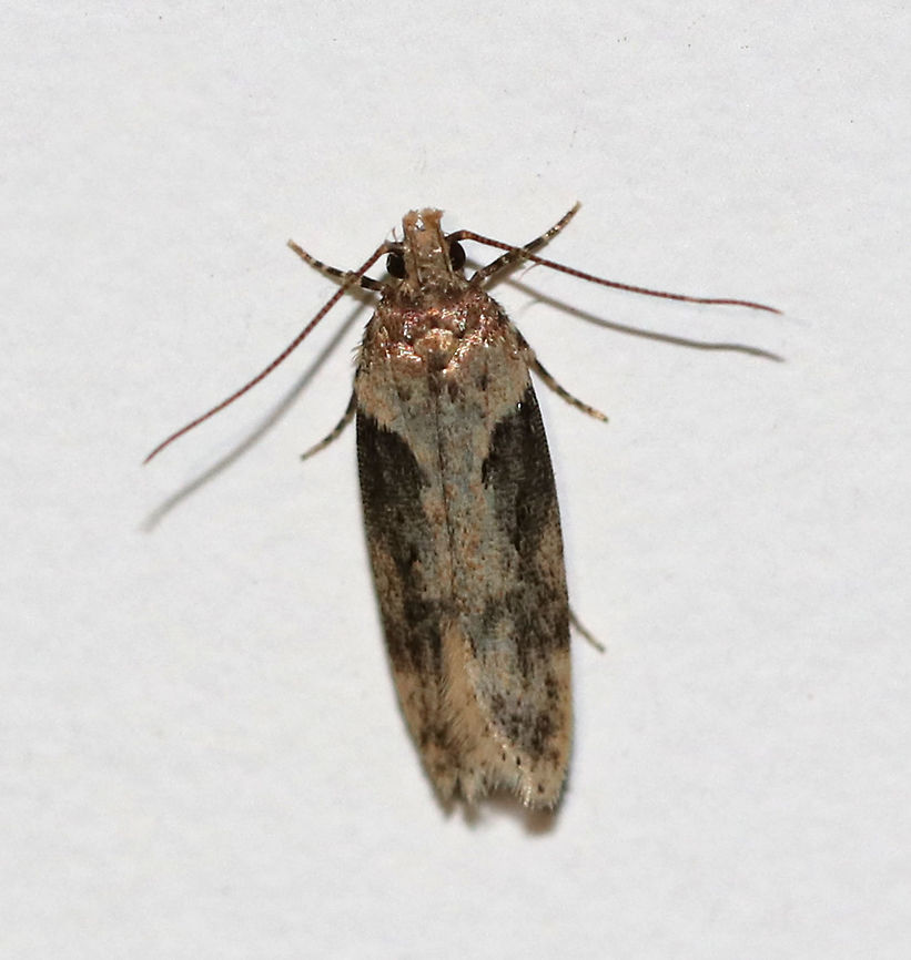 Black-smudged Chionodes - Chionodes mediofuscella <br />
Total length: 8 mm long. Light brown forewing with dark brown shading in outer half. Pale antemedial line is edged black.<br />
<br />
Attracted to an incandescent light in a rural area.  Black-smudged chionodes moth,Chionodes mediofuscella,Geotagged,Spring,United States,moth