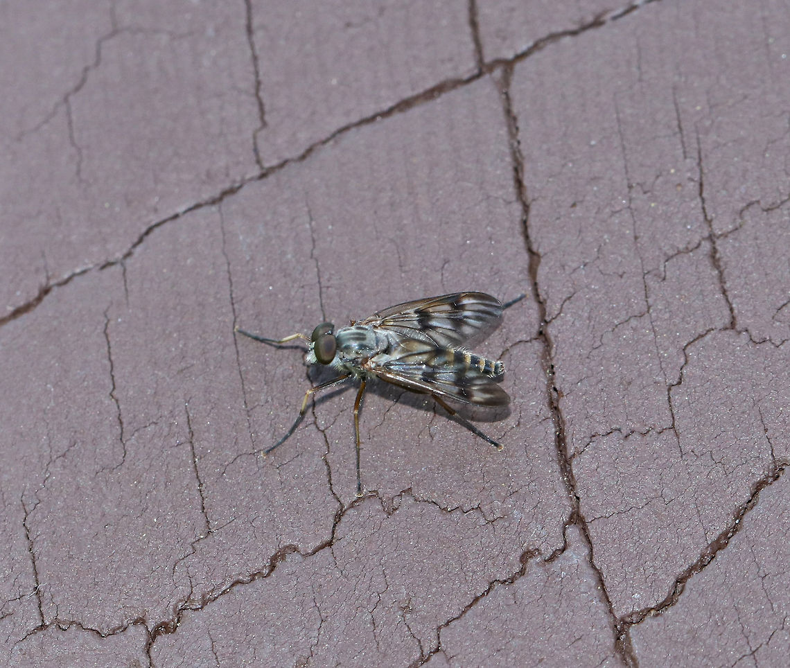 Downlooker Snipefly - Rhagio mystaceus Habitat: Forest edge Geotagged,Rhagio mystaceus,Spring,United States,downlooker snipefly,fly