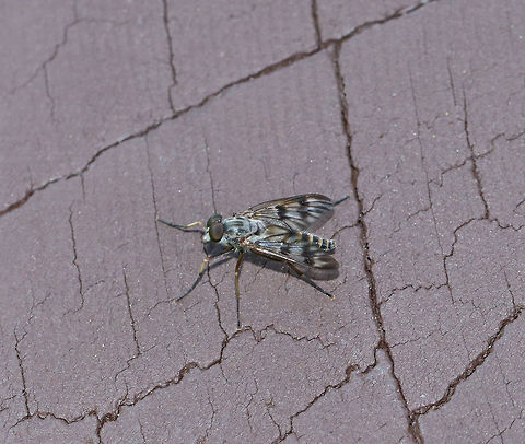 Downlooker Snipefly - Rhagio mystaceus Habitat: Forest edge Geotagged,Rhagio mystaceus,Spring,United States,downlooker snipefly,fly