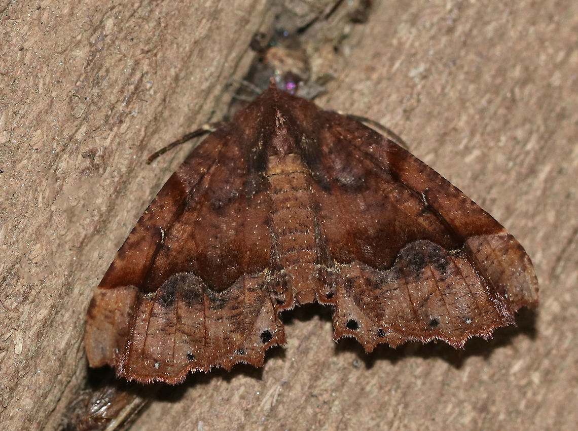 Morrison's Pero - Pero morrisonaria WS: ~ 35 mm. Brown forewing with darker speckles. <br />
<br />
Habitat: Attracted to a 395 nm LED light in a semi-rural area.  Geotagged,Morrisons pero,Pero morrisonaria,Summer,United States,moth,moth week 2019