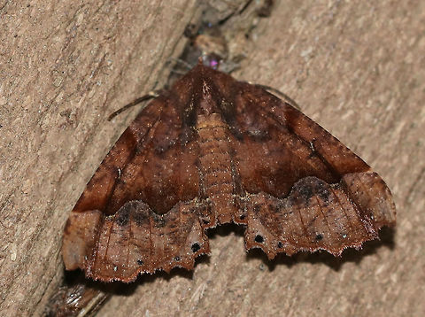 Morrison's Pero - Pero morrisonaria WS: ~ 35 mm. Brown forewing with darker speckles. 

Habitat: Attracted to a 395 nm LED light in a semi-rural area.  Geotagged,Morrisons pero,Pero morrisonaria,Summer,United States,moth,moth week 2019