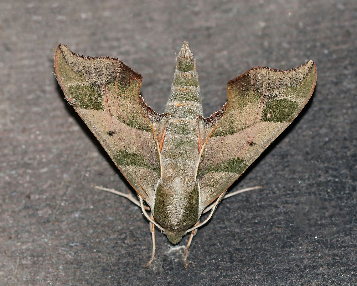 Virginia Creeper Sphinx - Darapsa myron TL: ~ 35 mm. FW light brown to pale green with a thin orange border and wide bands of darker shading. Dull orange HW. Hosts: Virginia creeper, grapes, and viburnum.<br />
<br />
Habitat: Attracted to a 395 nm LED light in a semi-rural area Darapsa myron,Geotagged,Summer,United States,Virginia creeper sphinx moth,moth week 2019