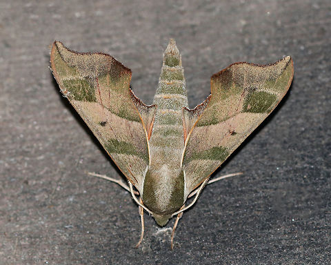 Virginia Creeper Sphinx - Darapsa myron TL: ~ 35 mm. FW light brown to pale green with a thin orange border and wide bands of darker shading. Dull orange HW. Hosts: Virginia creeper, grapes, and viburnum.

Habitat: Attracted to a 395 nm LED light in a semi-rural area Darapsa myron,Geotagged,Summer,United States,Virginia creeper sphinx moth,moth week 2019