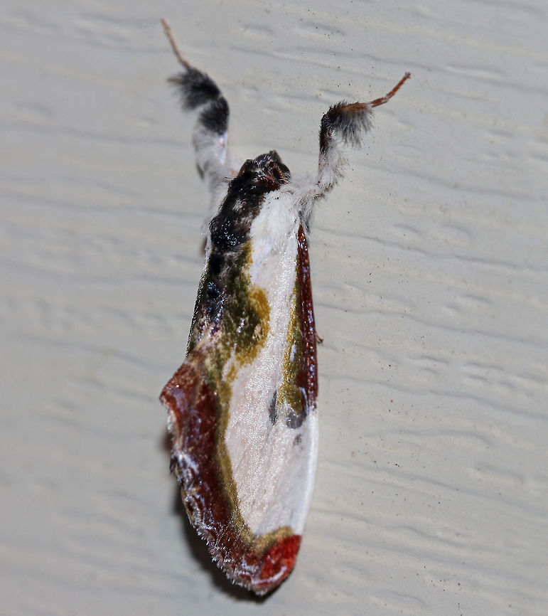 Beautiful Wood-Nymph - Eudryas grata This moth resembles the pearly wood-nymph, except that the subterminal area is darker red with yellow-green edging. The subterminal line is evenly curved. Approximately 25 mm long.<br />
<br />
Habitat: Attracted to a 395 nm LED light in a semi-rural area. Beautiful wood nymph,Eudryas grata,Geotagged,Summer,United States,moth week 2019